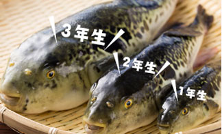 美福鍋とは…
